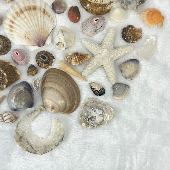 Mixed Lot 7oz Assorted Beach Seashells Starfish Natural Ocean Shell Decor Craft - Picture 5 of 8